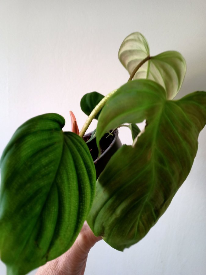 PHILODENDRON - planta