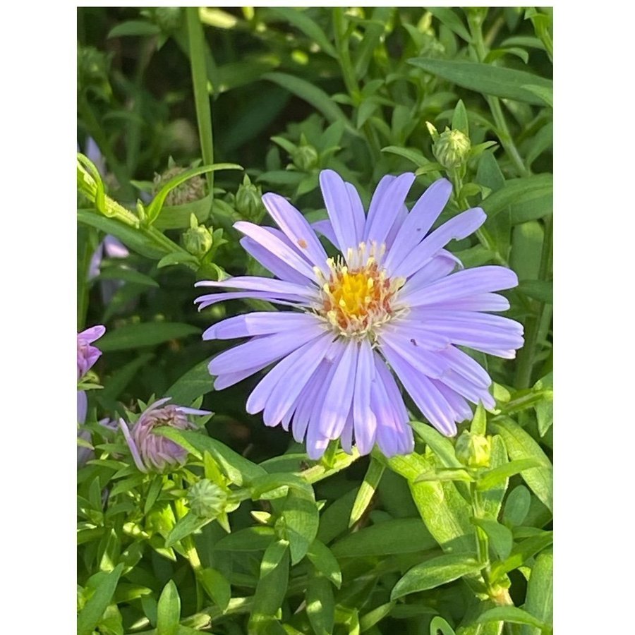 Låg höstaster - Oktober skies - Symphyotrichum oblongifolium