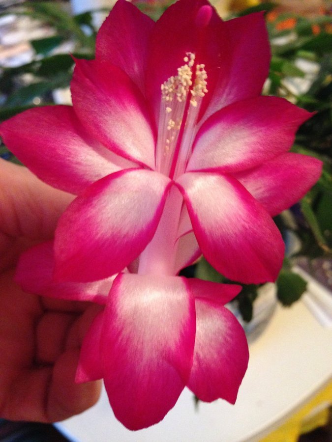 Cerise/vit Schlumbergera Novemberkaktus Gammal sort Butterfly OROTAT SKOTT