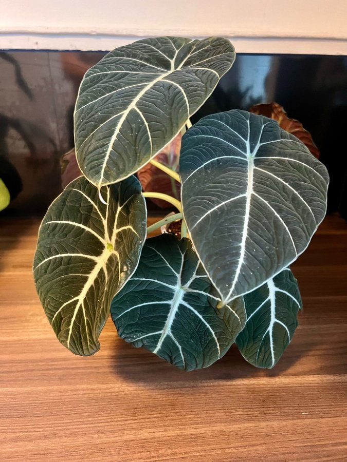 Alocasia Black Velvet