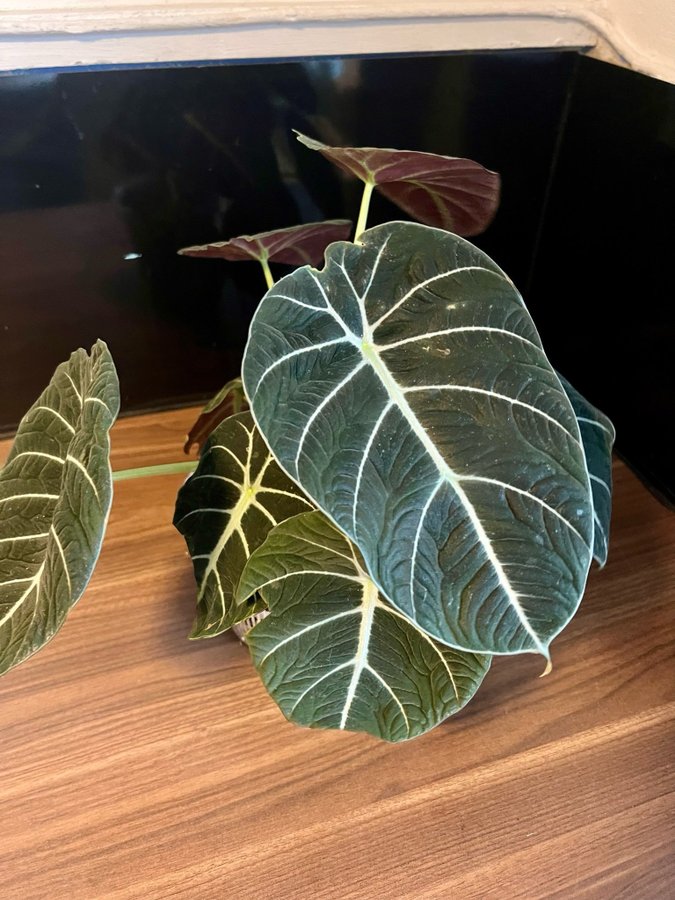 Alocasia Black Velvet