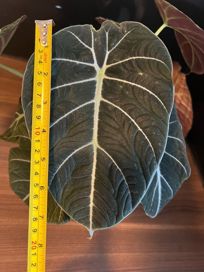 Alocasia Black Velvet