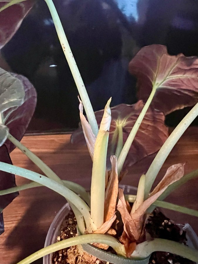 Alocasia Black Velvet