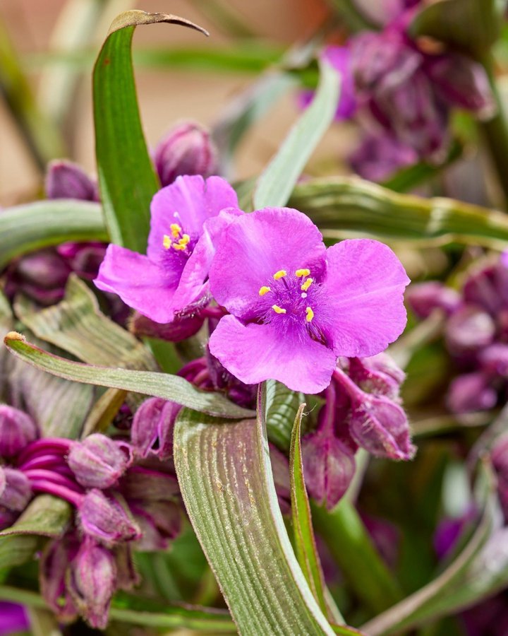 Tradescantia 'JS Brainstorm' Planta Tremastarblomma