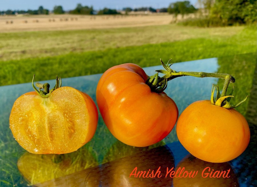 AMISH YELLOW GIANT - Mycket gammal resistent sort från Amish-folket, tomat frön