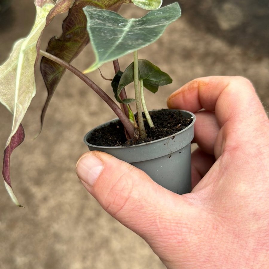 Alocasia pink polly