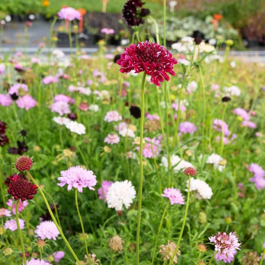 Höstvädd, flerårig, höjd 50 cm, blommar juli-oktober, 20+ frön