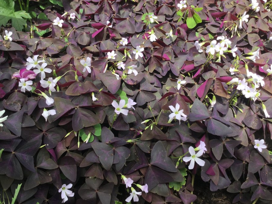 Klöver Oxalis Triangularis Purpur