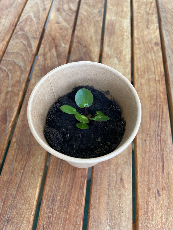 Pilea Peperomioides även kallad elefantöra