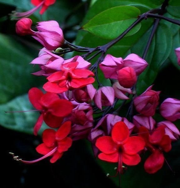 Praktklerodendrum - Clerodendrum x speciosum - 4 rotade sticklingar 15-20 cm