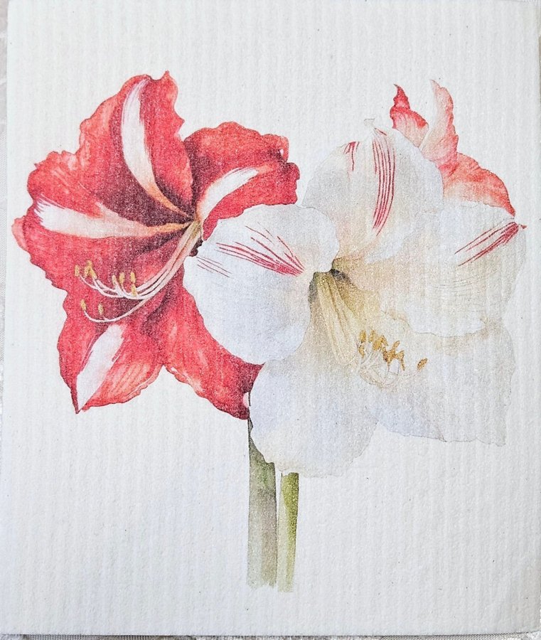 Disktrasa wettex duk med tryck Amaryllis blomma Christmas Jul