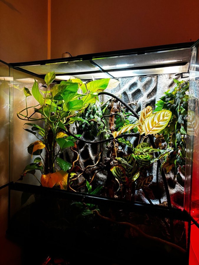 Exo Terra Terrarium med växter