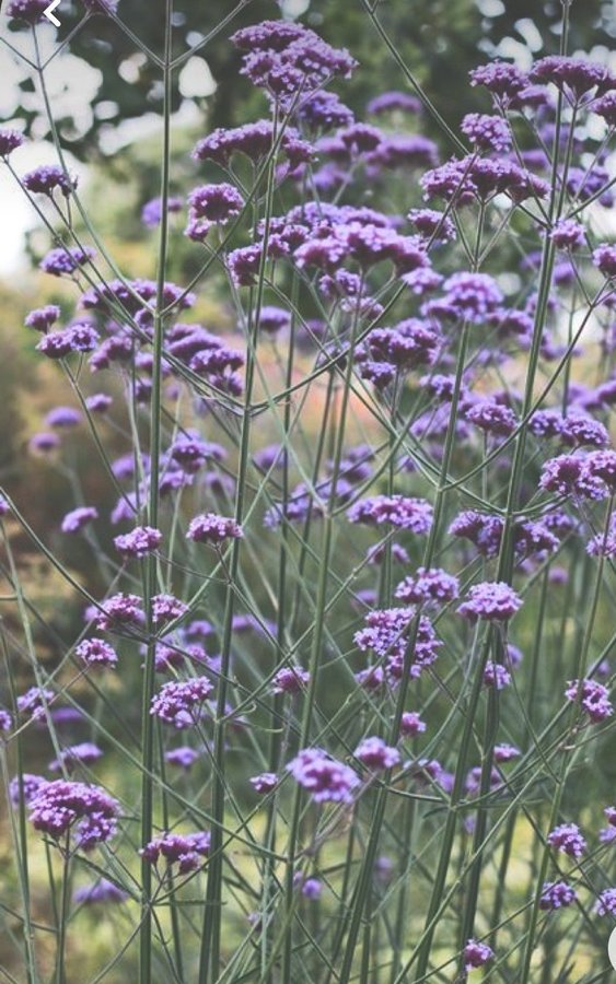 Verbena bonariensis 20x frö