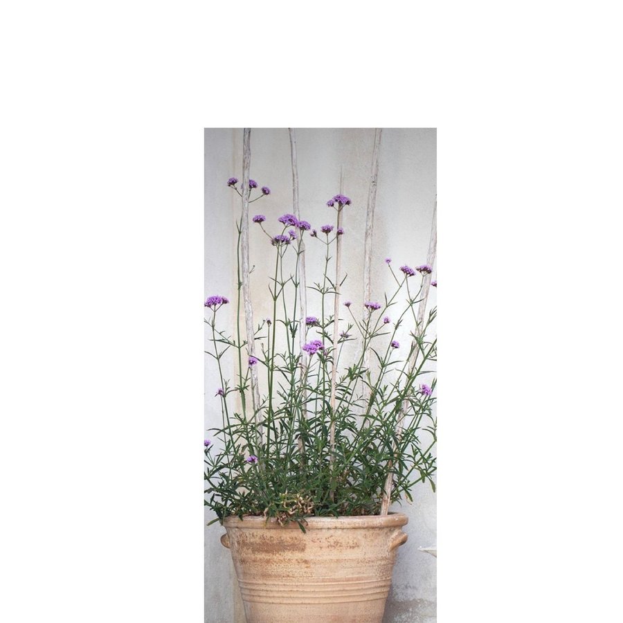 Verbena bonariensis 20x frö