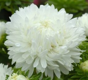 Sommaraster King Size White