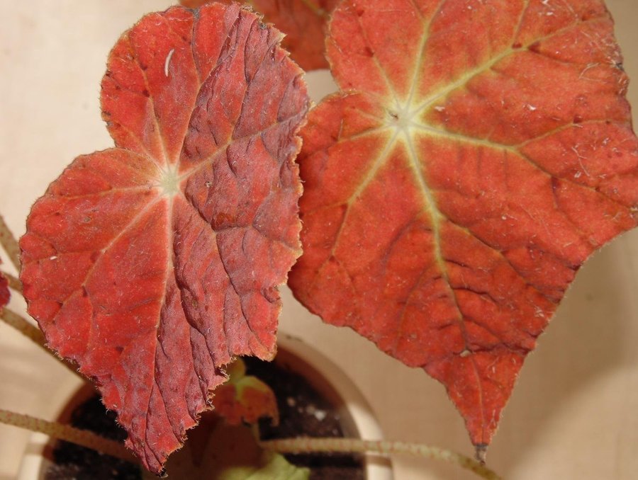 Begonia Autumn Ember