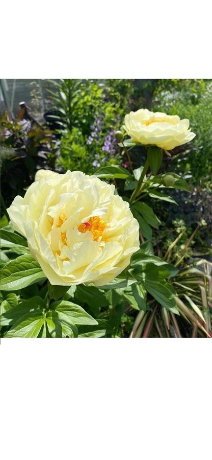 Vacker Paeonia pion LEMON CHIFFON som en gräddbakelse