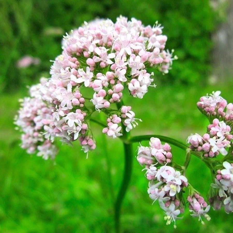 Läkevänderot ( Valeriana officinalis)