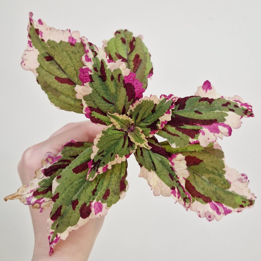 Palettblad/coleus • ANNA • rotad stickling