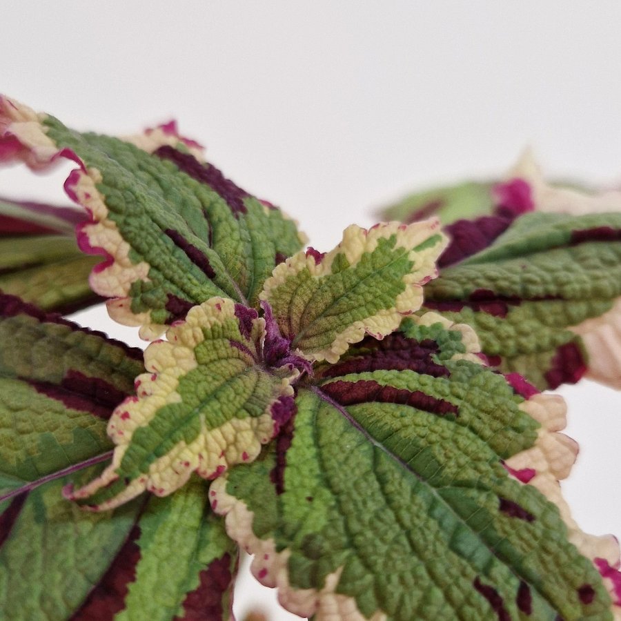 Palettblad/coleus • ANNA • rotad stickling