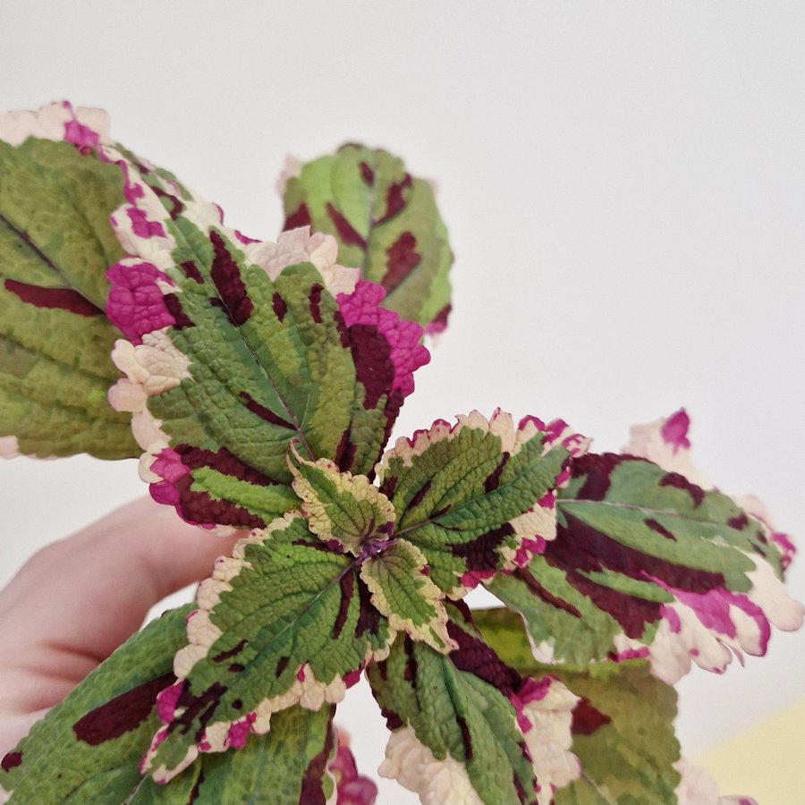 Palettblad/coleus • ANNA • rotad stickling