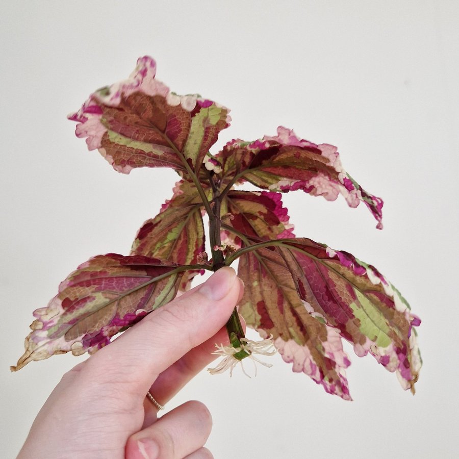 Palettblad/coleus • ANNA • rotad stickling