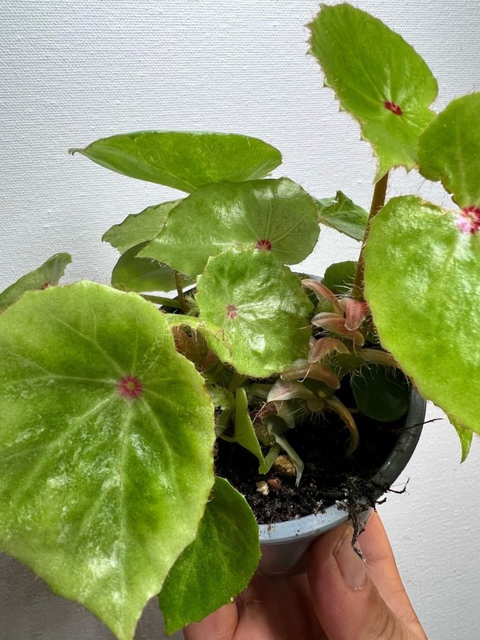 Begonia rouge VARIEGATA