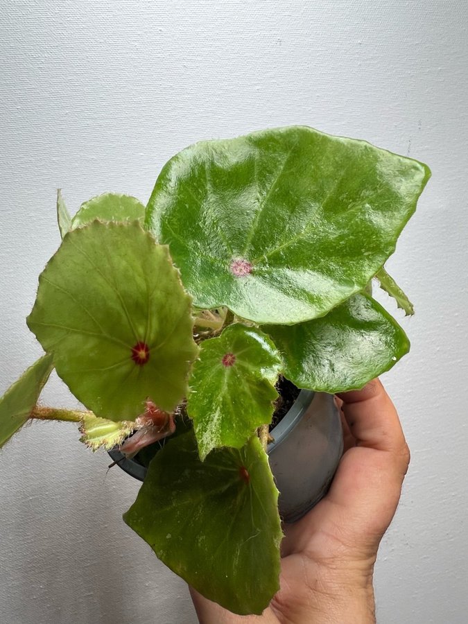 Begonia rouge VARIEGATA