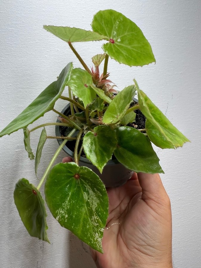 Begonia rouge VARIEGATA