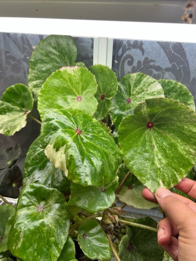 Begonia rouge VARIEGATA