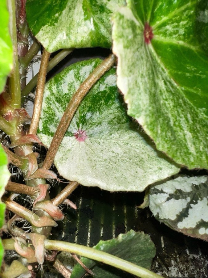 Begonia rouge VARIEGATA