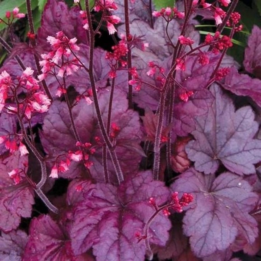 Heuchera Grape Soda