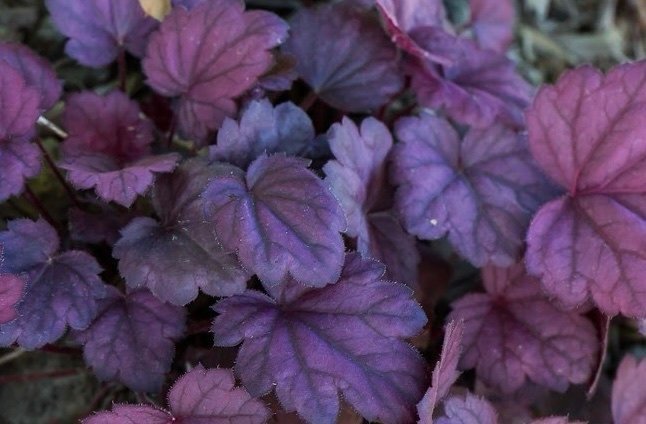 Heuchera Grape Soda