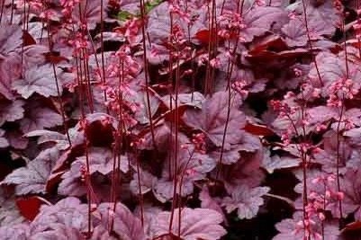 Heuchera Grape Soda