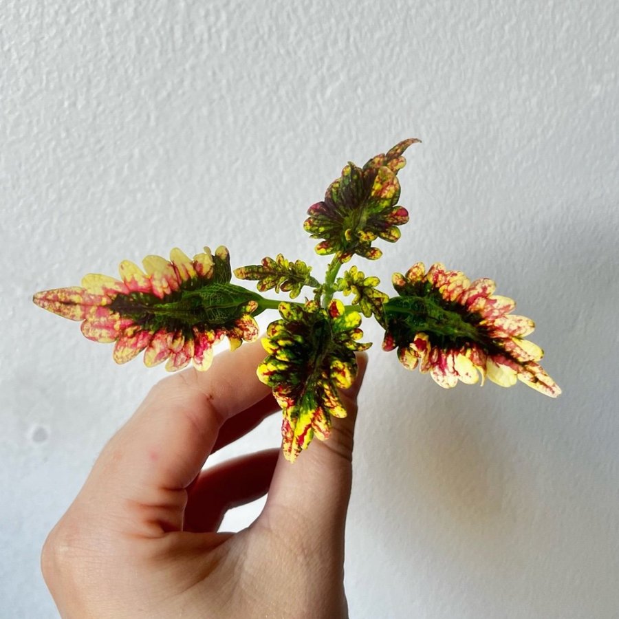 Coleus ”Gilda” 2st| palettblad nr 1