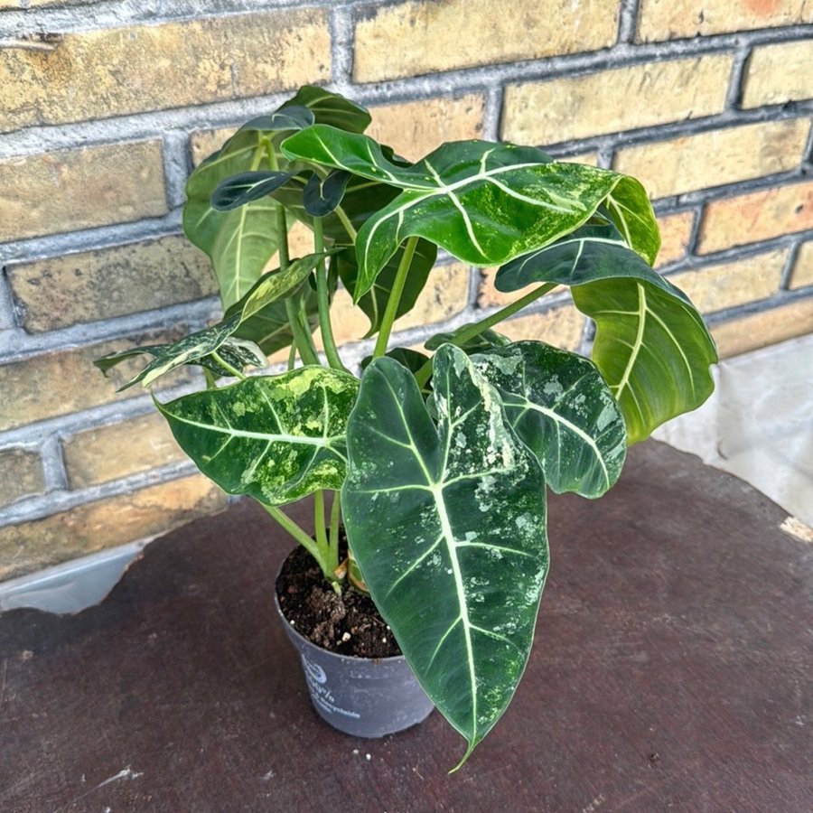 Alocasia frydek varigata 12 cm