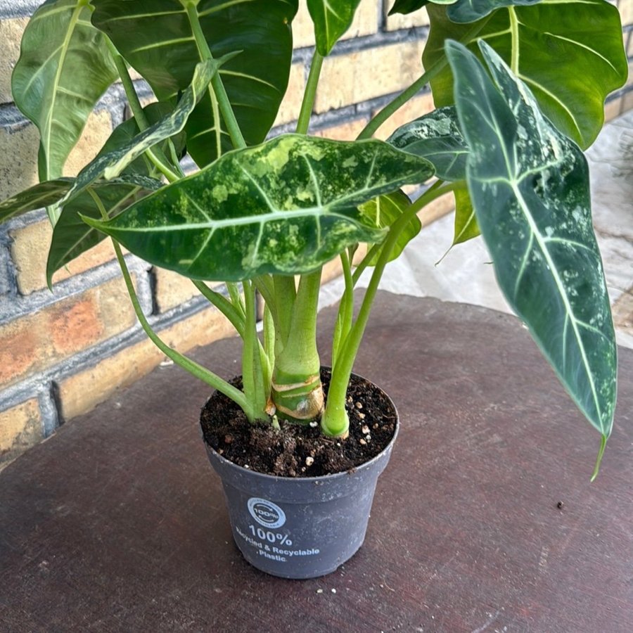 Alocasia frydek varigata 12 cm