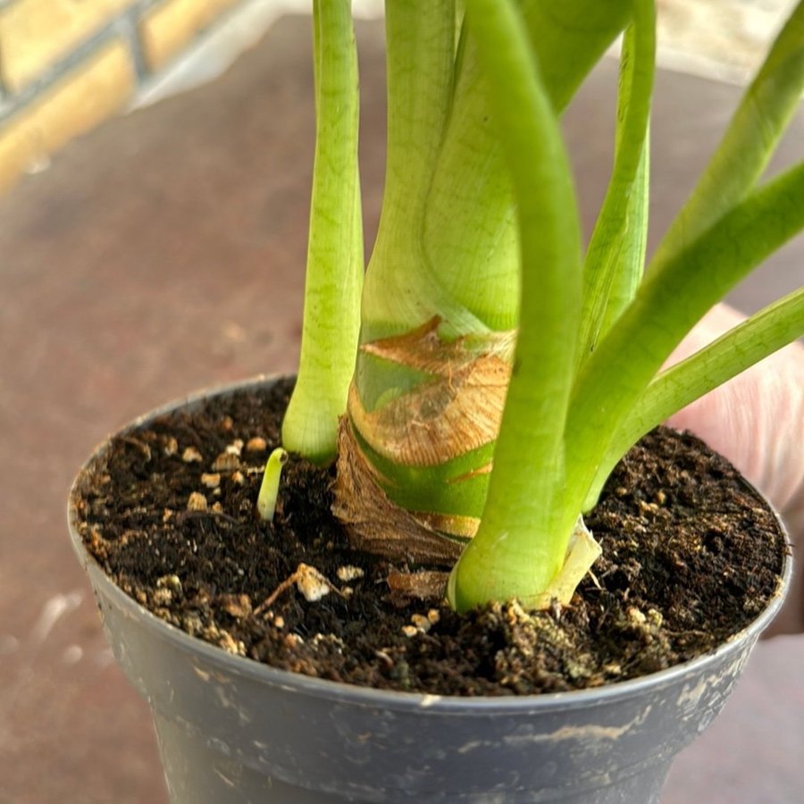 Alocasia frydek varigata 12 cm