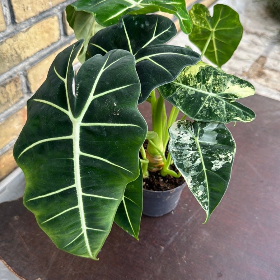 Alocasia frydek varigata 12 cm