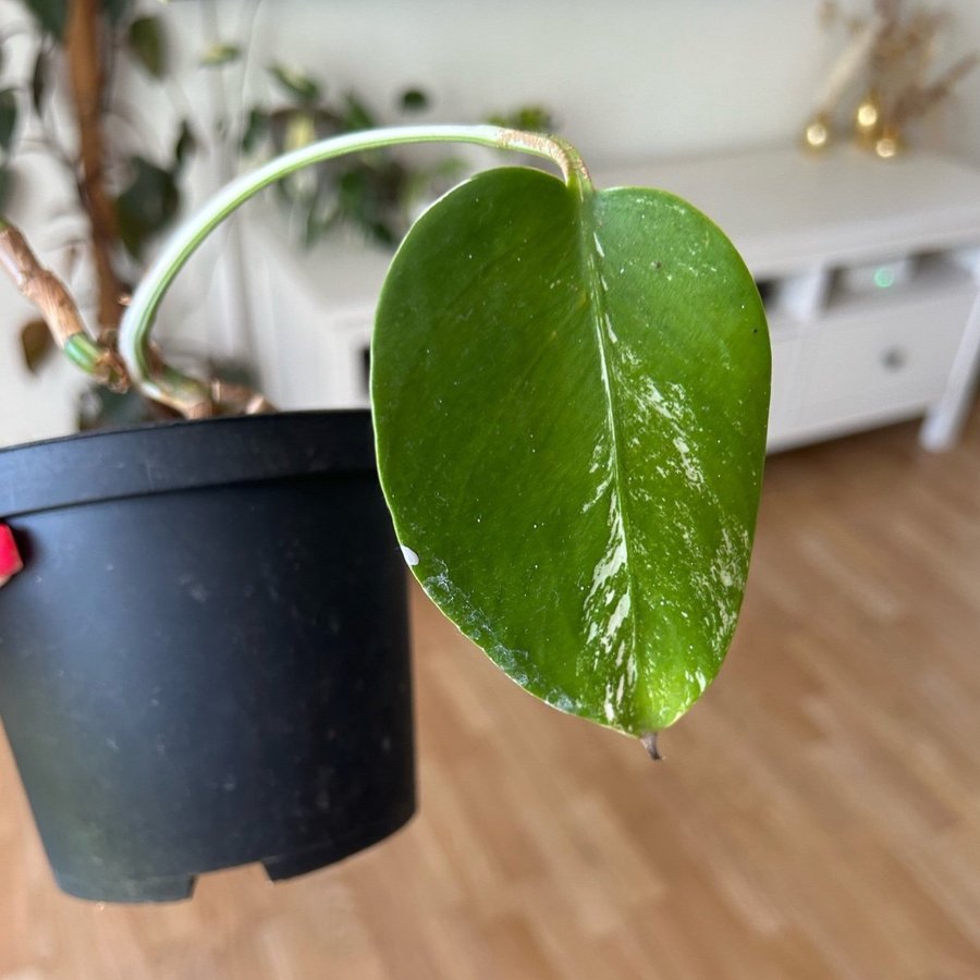 Monstera deliciosa albo variegata small form