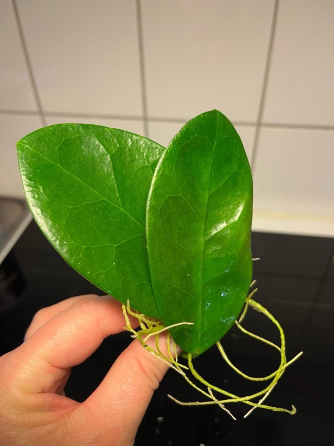 Hoya Australis rotad !