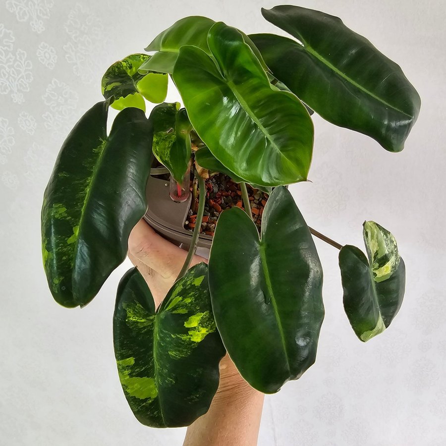 Philodendron Burle Marx Variegata