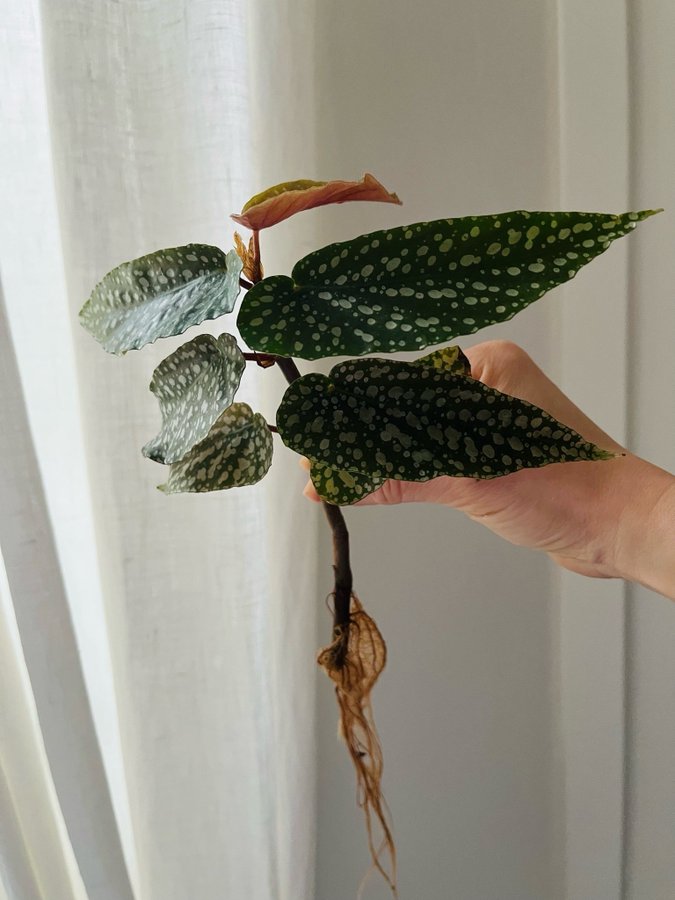 Begonia maculata polka dot stickling vita blommor