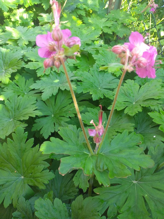 Flocknäva Marktäckare Chokladdoft Rosa blommor