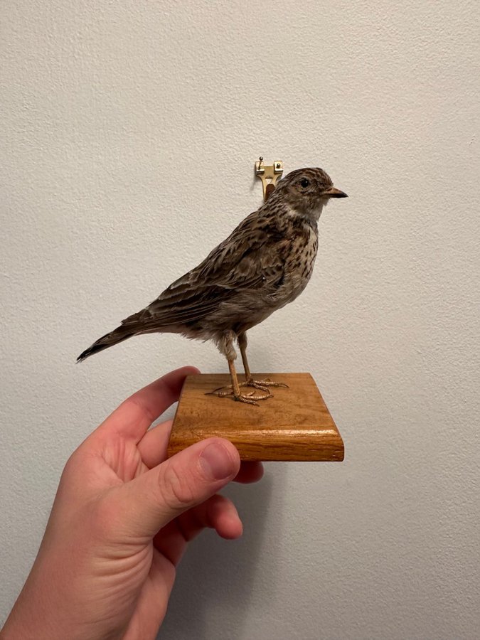 Sånglärka Uppstoppad taxidermi