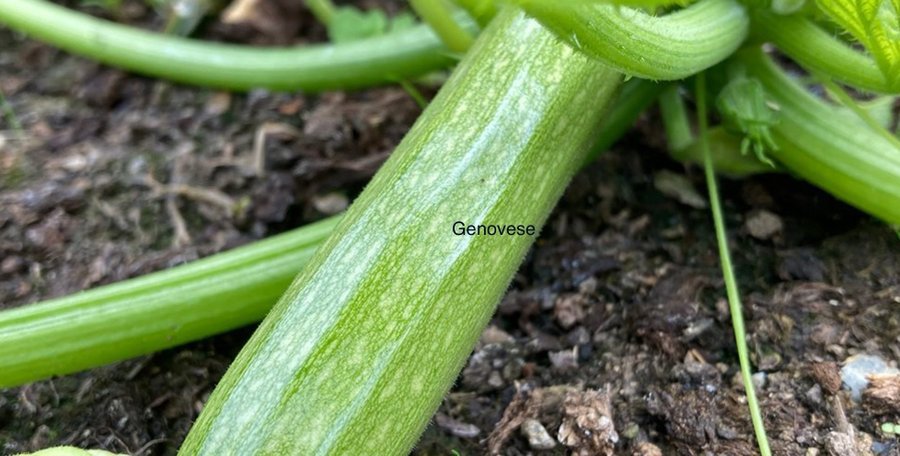 Zucchini / squash, Genovese, ca 5 frön