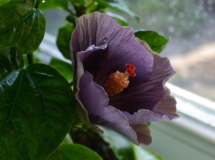 Blue lavendel Hibiskus en fin planta!