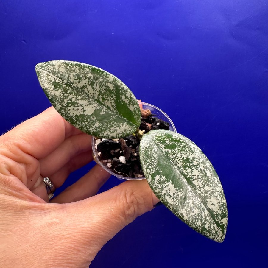 Hoya carnosa ’Wilbur Graves’ - rotad stickling