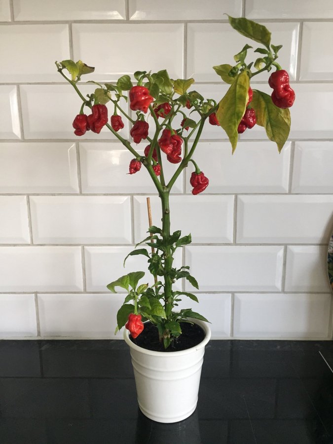 Carolina Reaper - 3 fröer