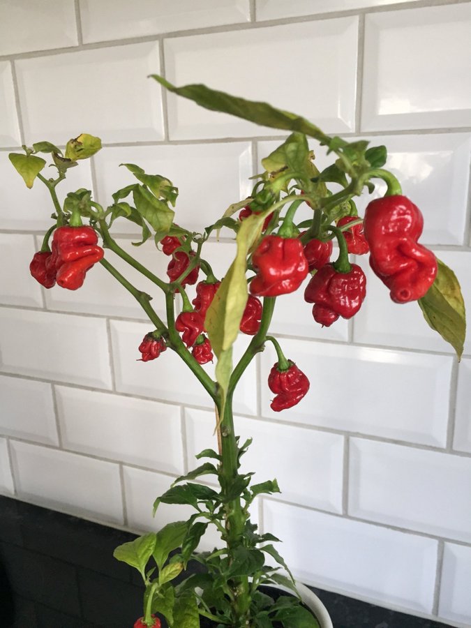 Carolina Reaper - 3 fröer